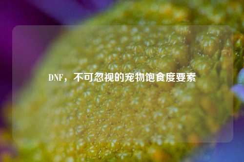 DNF,不可忽视的宠物饱食度要素